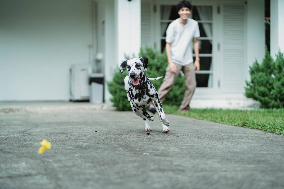 Zoomies: ¿Por qué los perros corren como locos de repente?