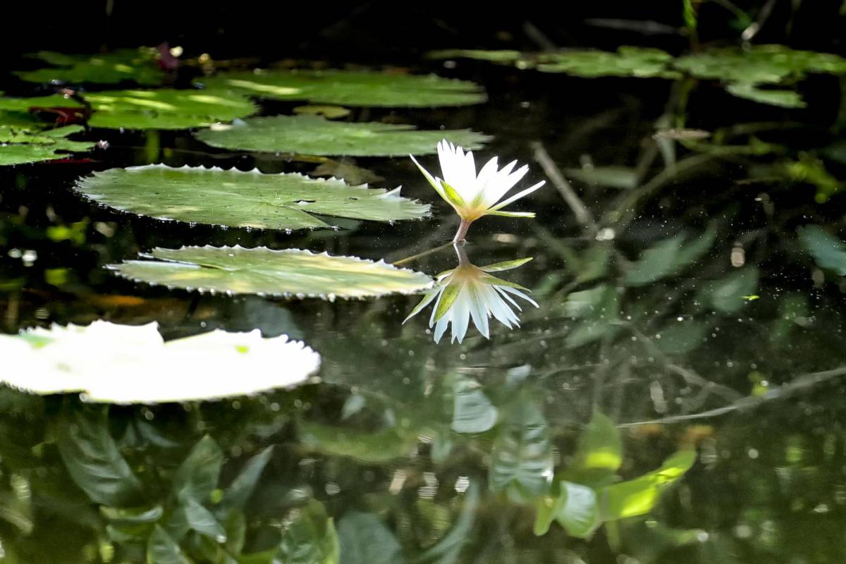 Fotografía de flores sobre los humedales del Río Ribra en el departamento de Gracias a Dios (Honduras).