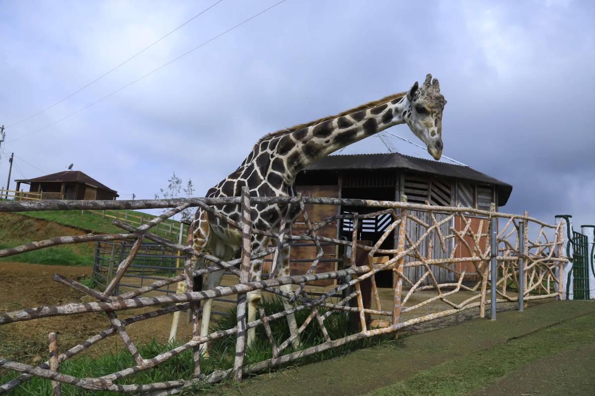 Uno de los mayores atractivos es “Big Boy”, quien ya se familiarizó con los visitantes.