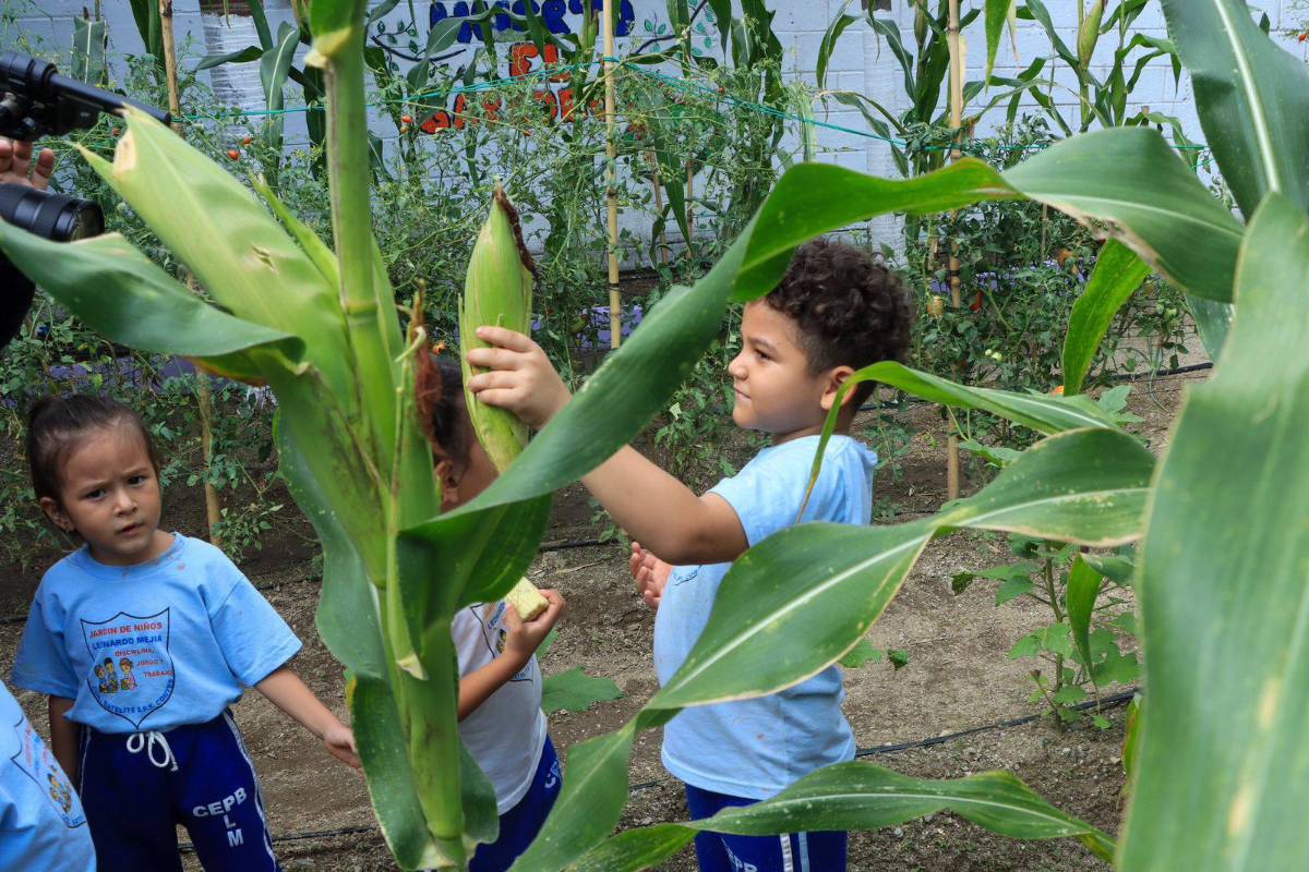 Huertos escolares, un programa municipal que enseña a cultivar con creatividad