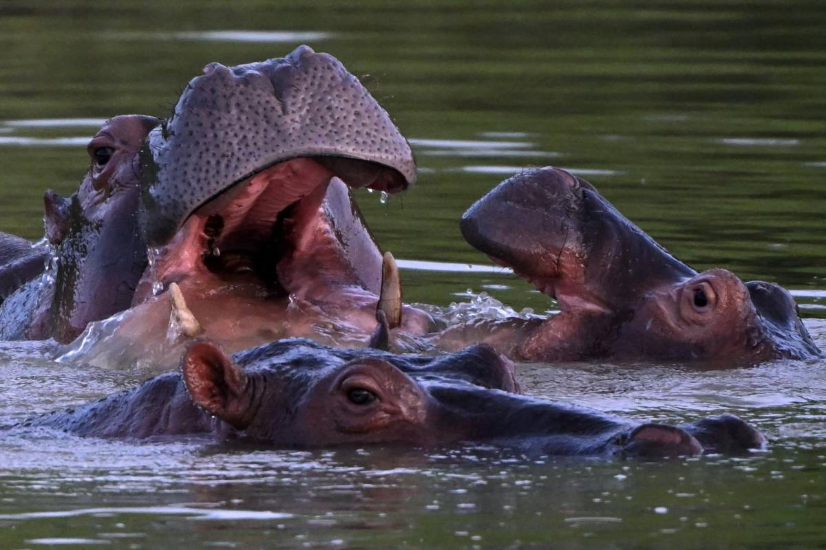 El Gobierno de Antioquía busca trasladar al menos 70 hipopótamos a santuarios en México e India.