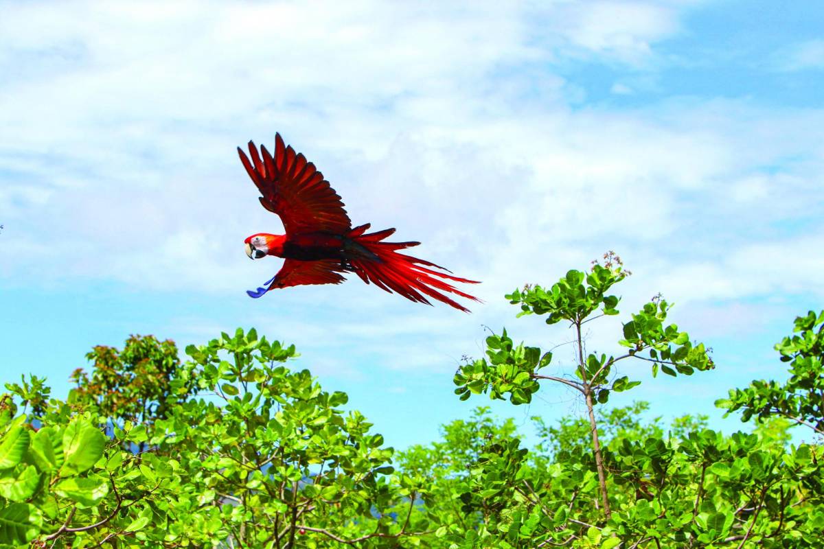 La guara roja, considerada ave sagrada en la civilización maya, es el ave nacional de Honduras.