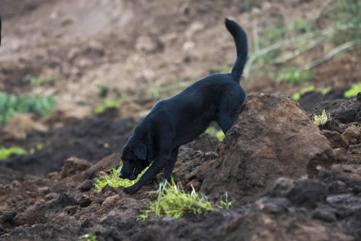 Jacob, el perro que ayuda a buscar a su familia tras un alud de tierra, recorre las casas sepultadas hoy en Alausí (Ecuador).