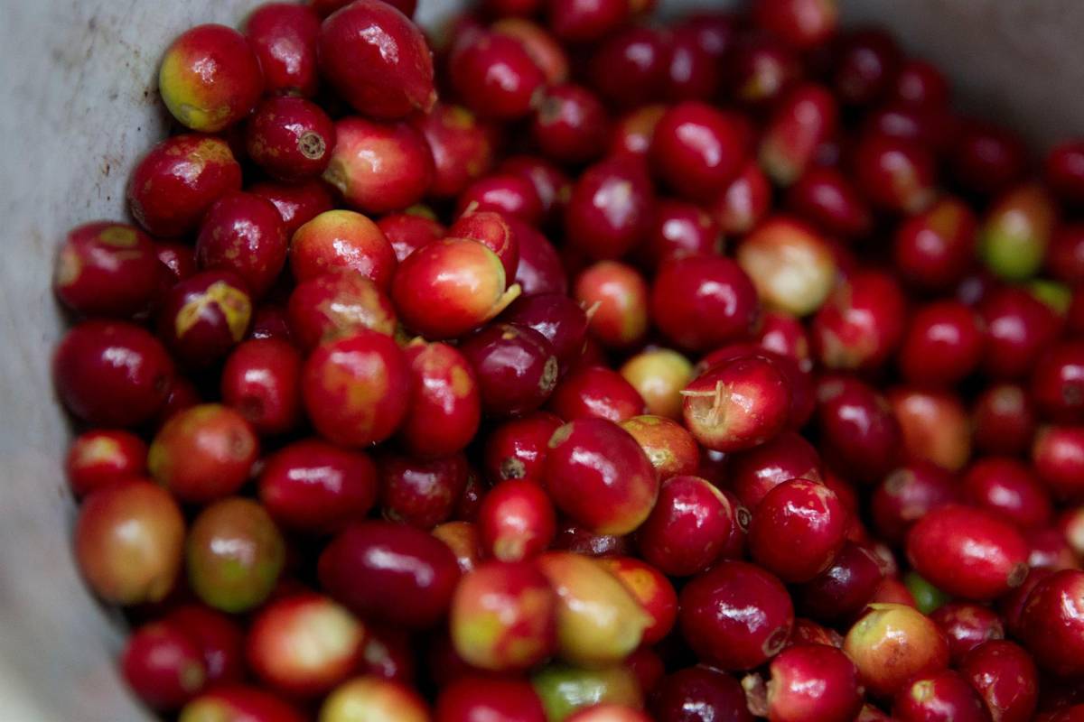 Ingresos por exportaciones de café hondureño suben 85 % en cuatro meses de cosecha