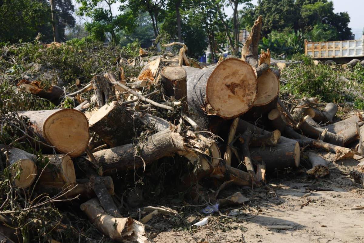 Sin piedad cortaron los árboles en las cercanías del vado El Espartano