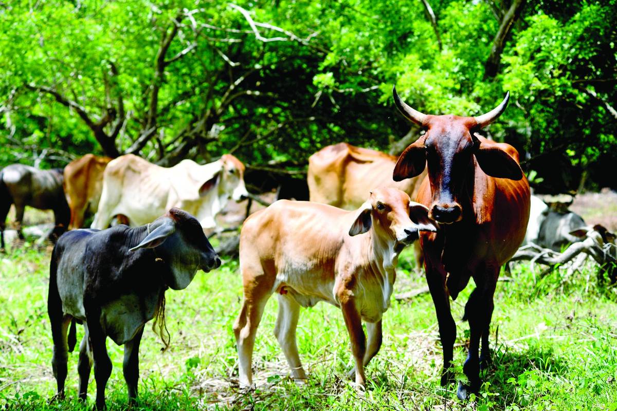 La SAG confirma seis casos de gusano barrenador del ganado
