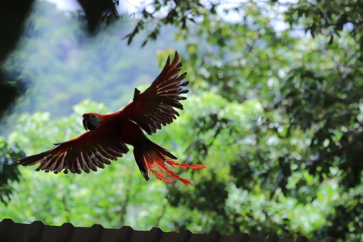 Así vivió La Ceiba la segunda liberación de guacamayas rojas en el río Cangrejal