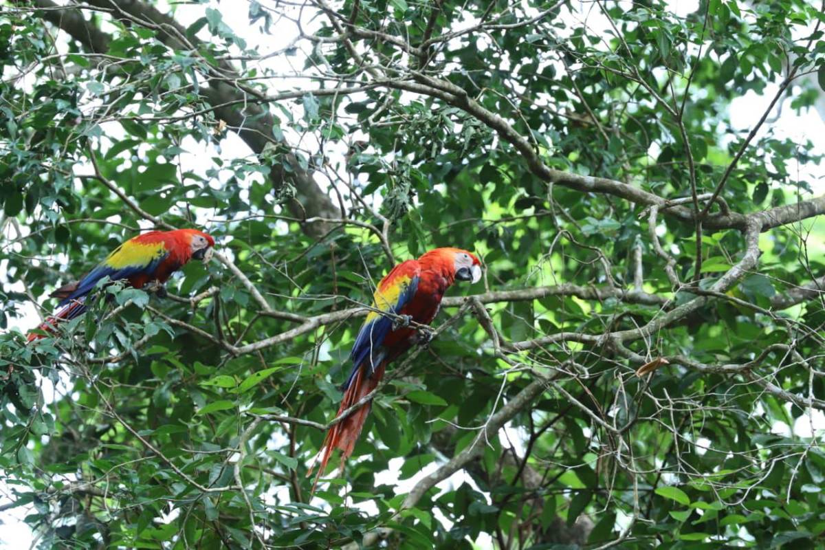 Así vivió La Ceiba la segunda liberación de guacamayas rojas en el río Cangrejal