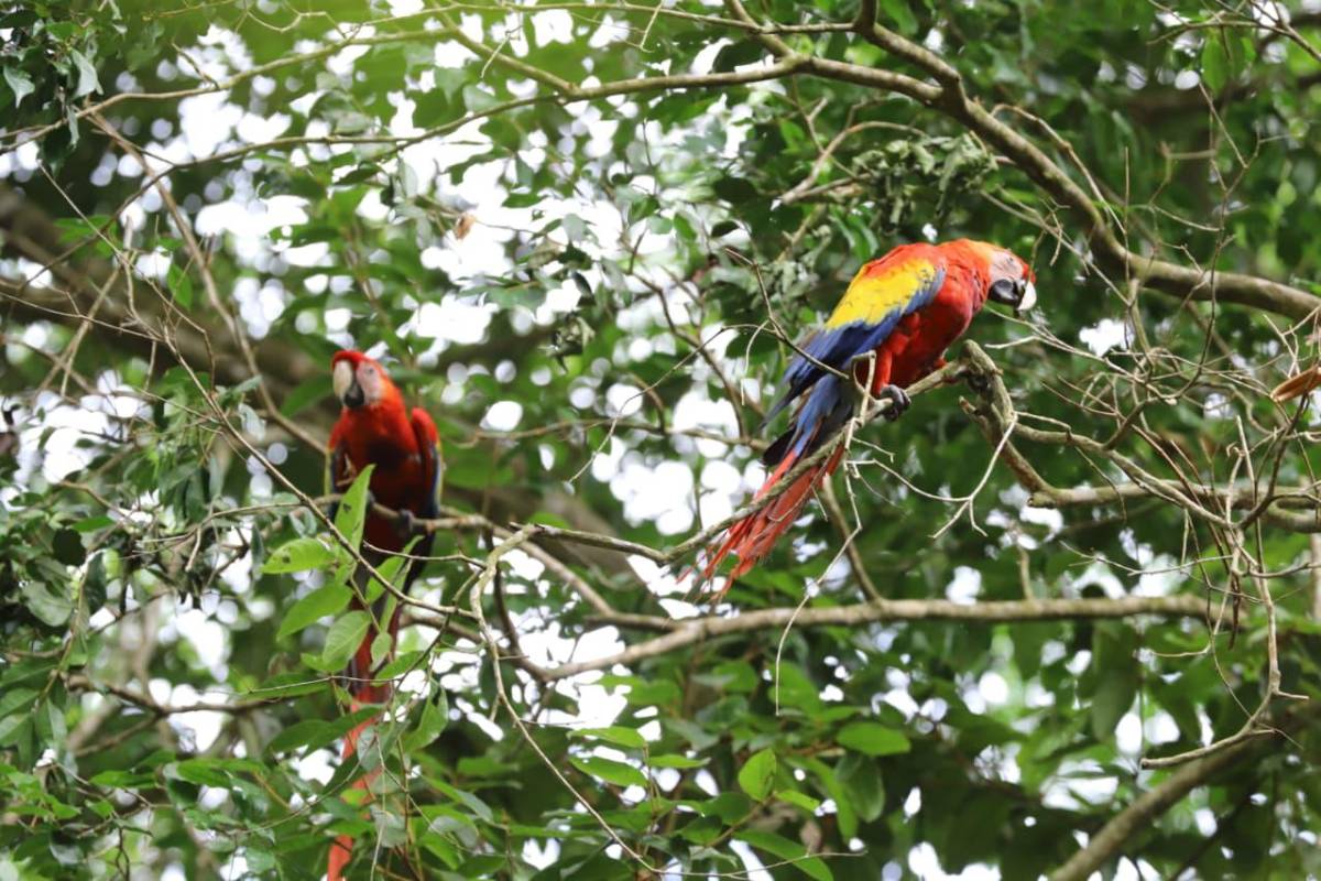 Así vivió La Ceiba la segunda liberación de guacamayas rojas en el río Cangrejal