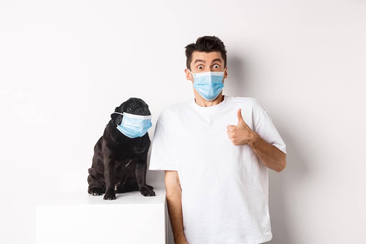 Mascotas adoptadas en pandemia llegan a la mediana edad: señales de envejecimiento