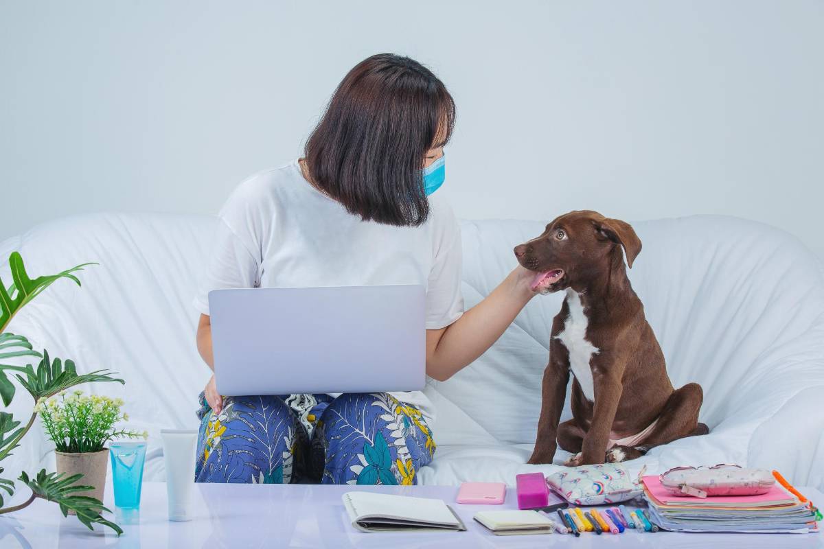 Mascotas adoptadas en pandemia llegan a la mediana edad: señales de envejecimiento