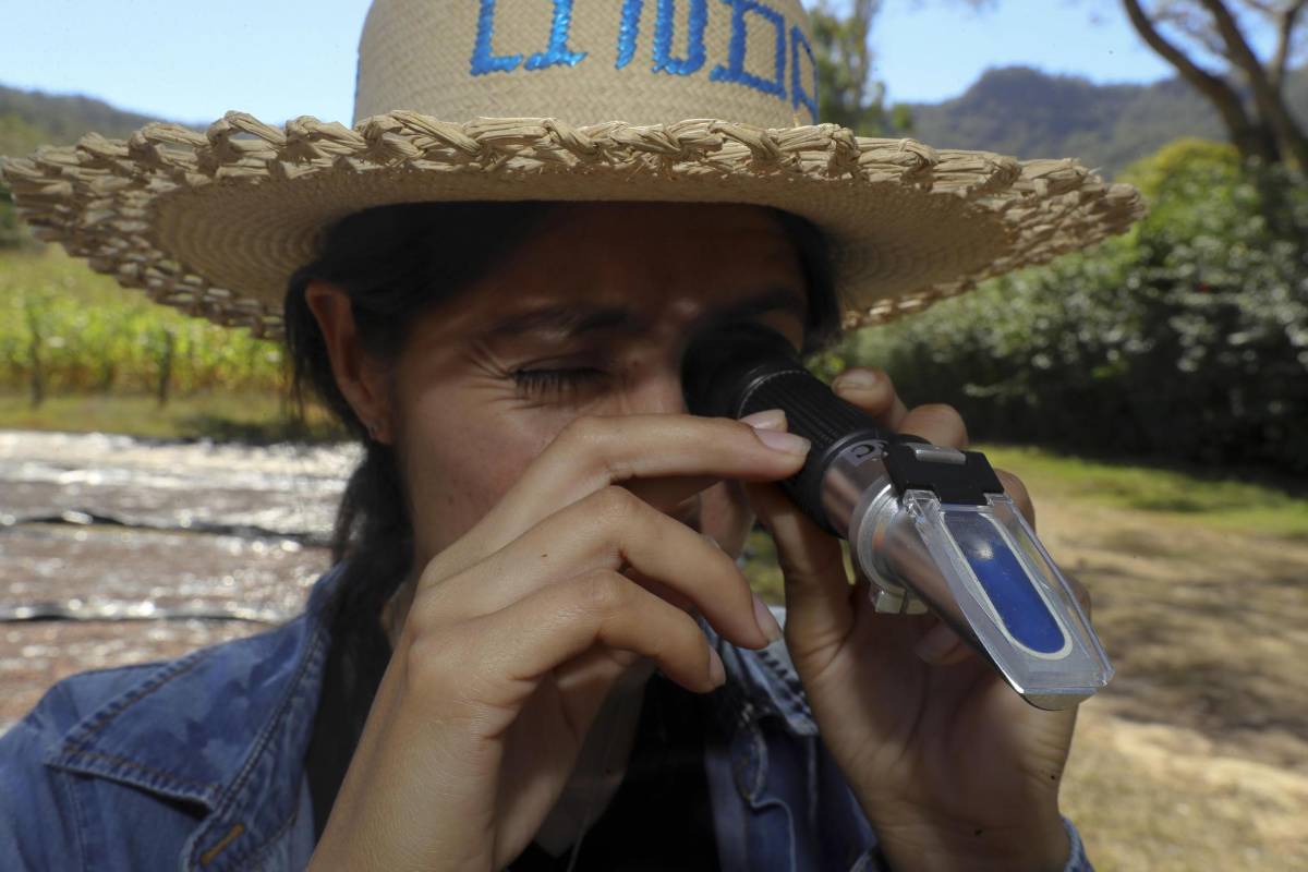 La productora de café Linda Pérez observa la cantidad de azúcar que tienen los granos en su finca en la aldea Chusmuy.