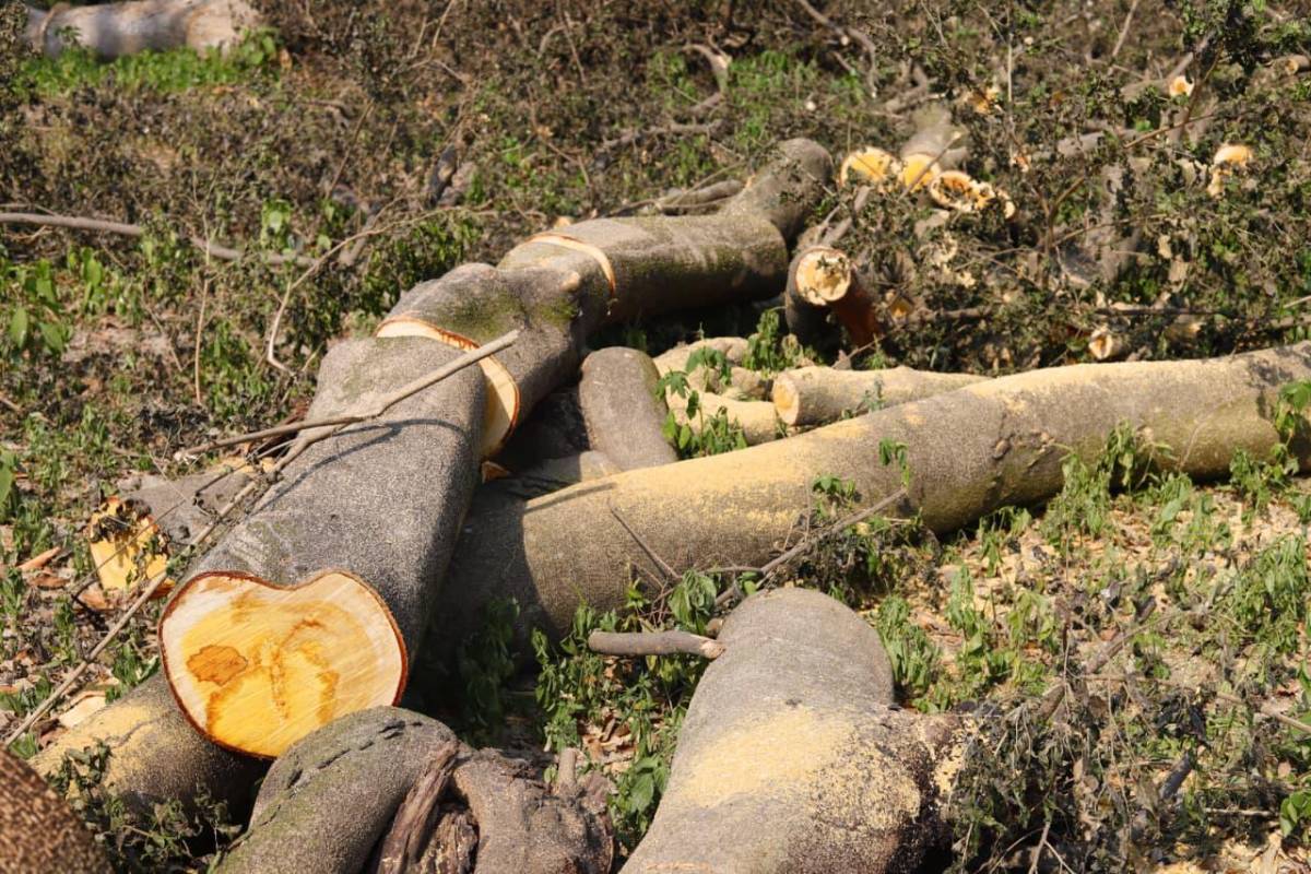 Sin piedad cortaron los árboles en las cercanías del vado El Espartano