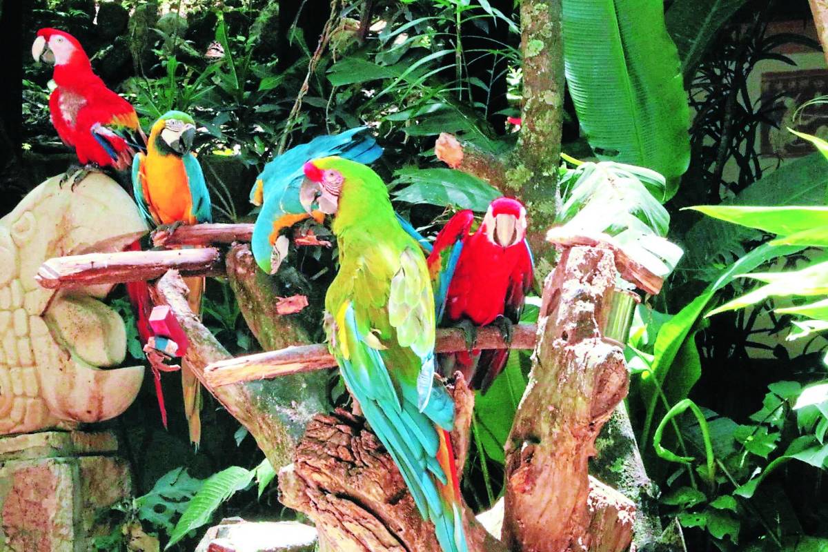 Vuelo a la preservación: más de 100 guacamayas liberadas en Copán
