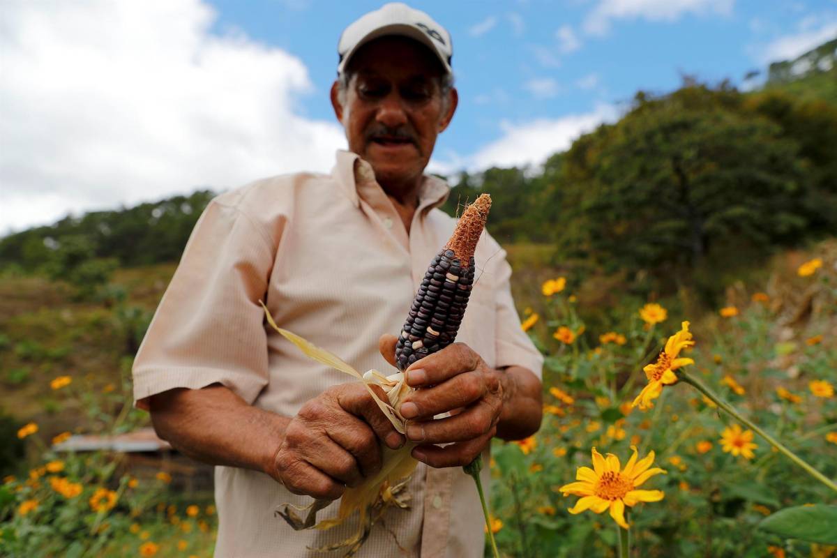 Un campesino muestra el 27 de diciembre una mazorca de maíz recolectada, que por falta de lluvia quedo pequeña y parte de la cosecha se perdió en el cerro La Mora en el Municipio de Santa Lucia, del departamento de Francisco Morazán.