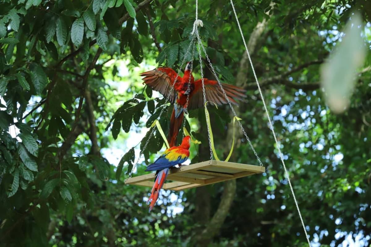 Así vivió La Ceiba la segunda liberación de guacamayas rojas en el río Cangrejal