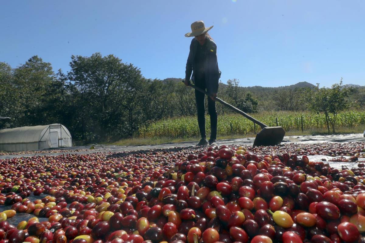 Honduras exportará 527 contenedores con 10,000 toneladas de café a China en 2025