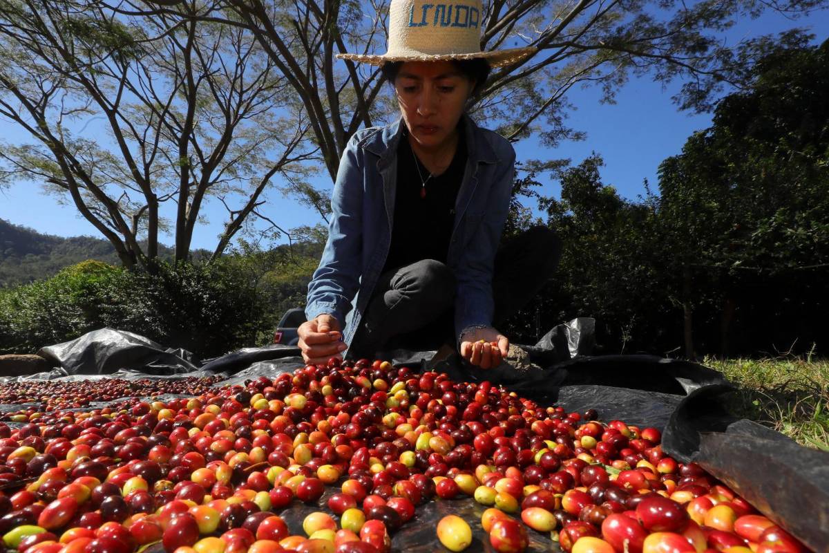 Utiliza la innovación para cosechar café