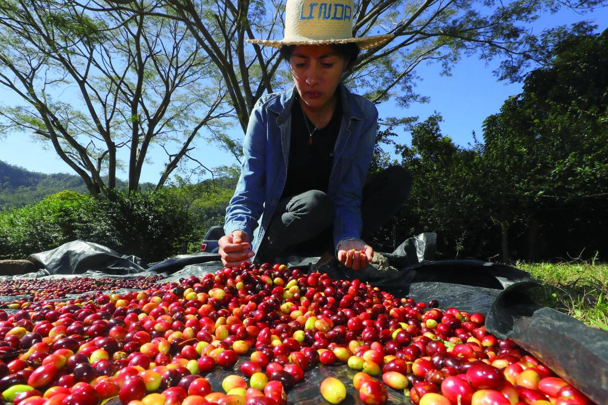 ¿Cuánto ha generado el café, en divisas, a la economía de Honduras?