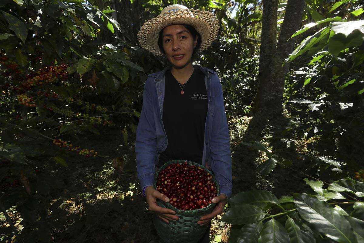 La productora de café Linda Pérez posa para fotos mientras recolecta granos en su finca en la aldea Chusmuy.