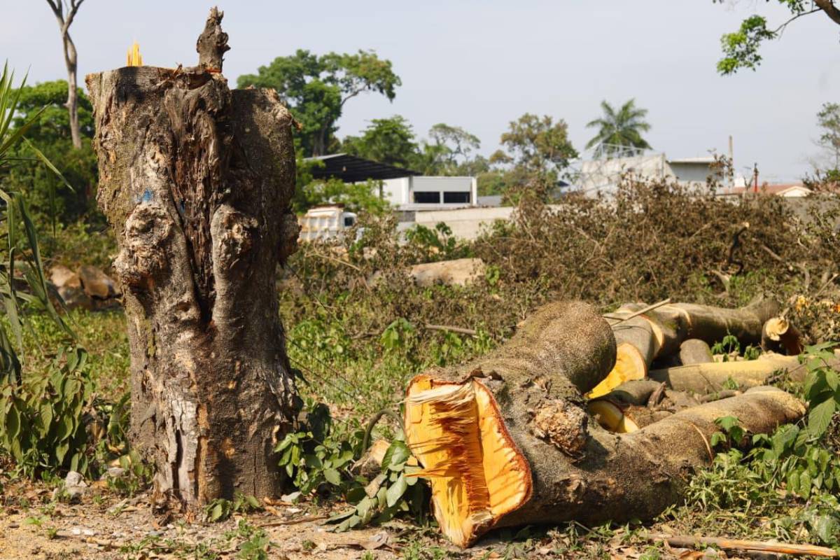 Sin piedad cortaron los árboles en las cercanías del vado El Espartano