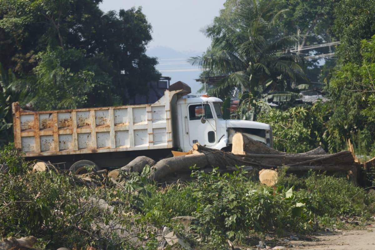 Sin piedad cortaron los árboles en las cercanías del vado El Espartano