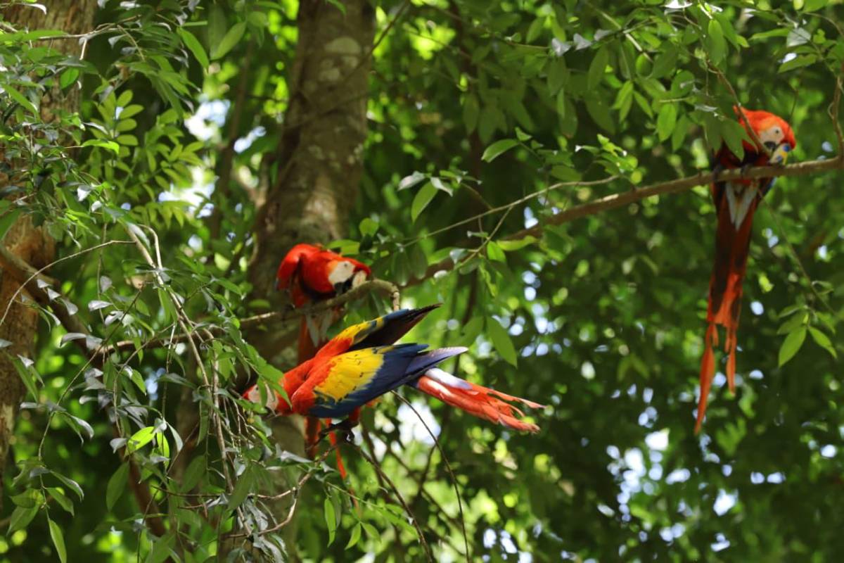Así vivió La Ceiba la segunda liberación de guacamayas rojas en el río Cangrejal