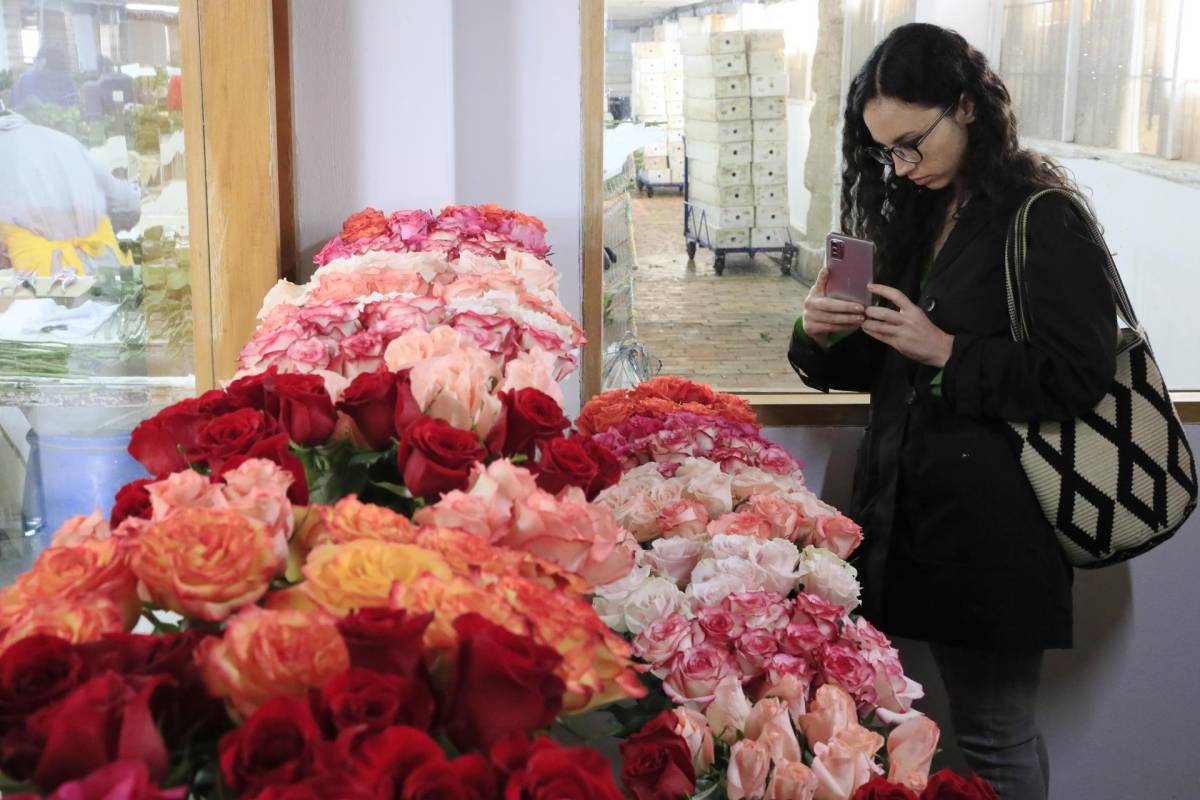 Las rosas colombianas de San Valentín se protegen contra el fenómeno del Niño