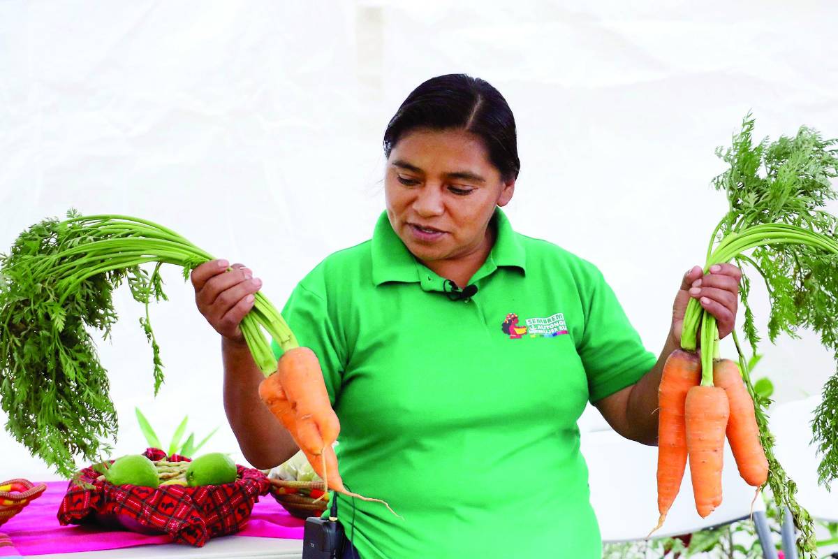 Indígenas lencas trabajan en sembradillo de papas en el municipio de Intibucá.