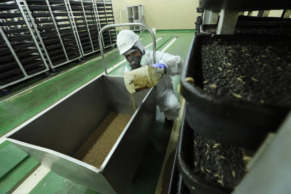 Frenan por el momento avance del gusano barrenador en Honduras