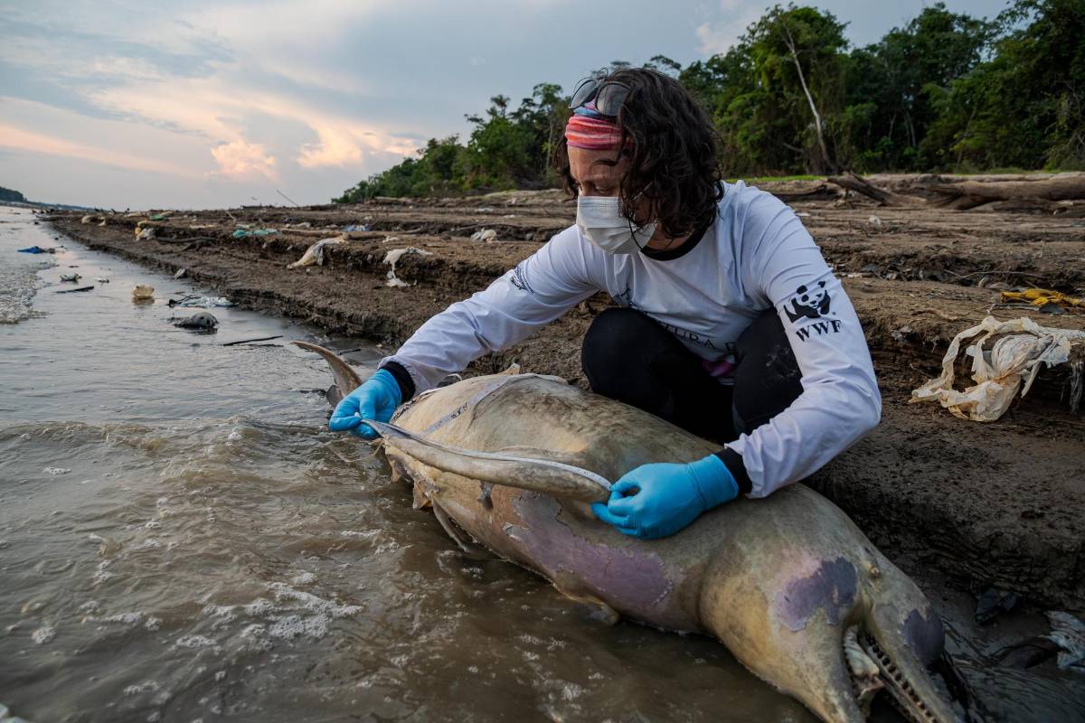 Un experto analiza los restos de uno de los 120 delfines fluviales amenazados en el río Tefé, en la Amazonia (Brasil).