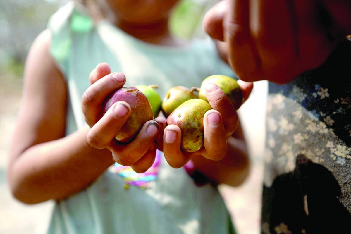 Valle, Choluteca, Francisco Morazán y El Paraíso tienen a algunos de sus municipios entre el corredor seco.