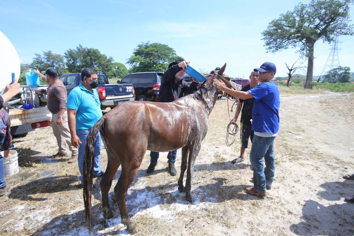 Más de 100 equinos recibieron atención médica en San Pedro Sula