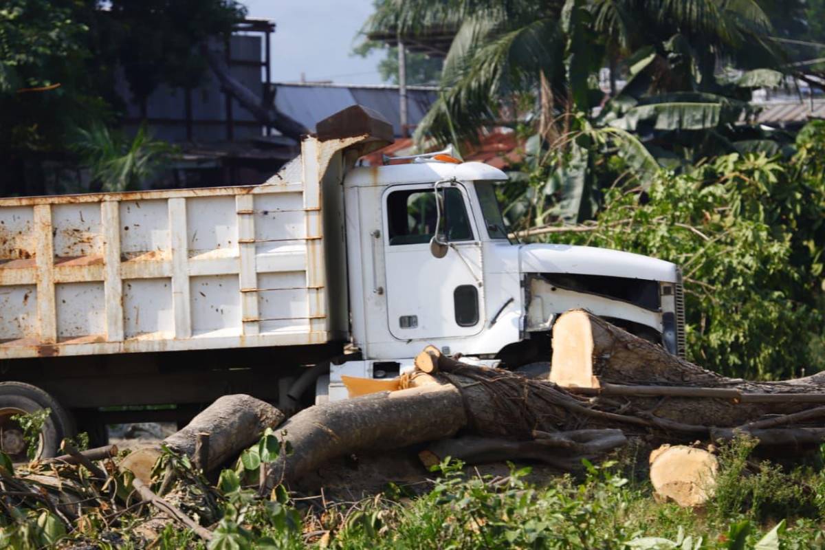 Sin piedad cortaron los árboles en las cercanías del vado El Espartano