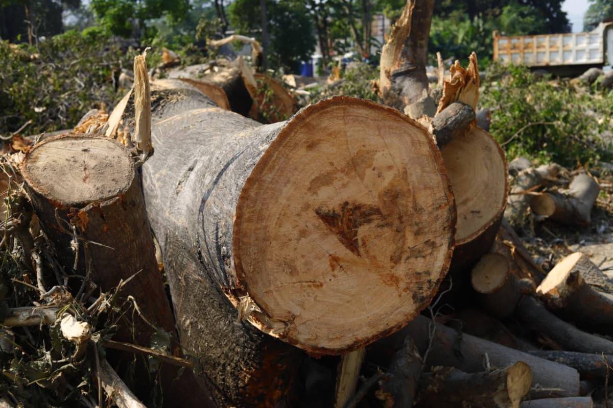 Sin piedad cortaron los árboles en las cercanías del vado El Espartano