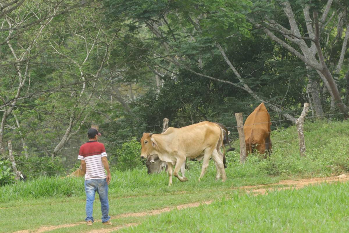 Campesinos quieren las tierras de la Oabi, pero la mayoría están en litigio