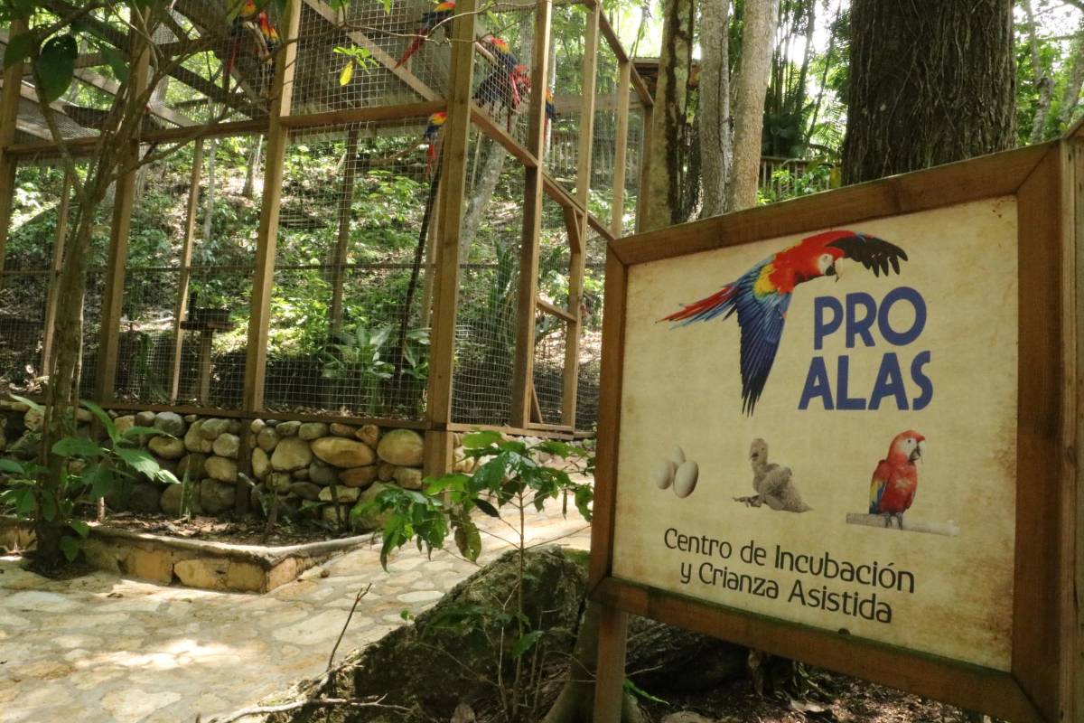 Macaw Mountain se recupera tras devastación por lluvias