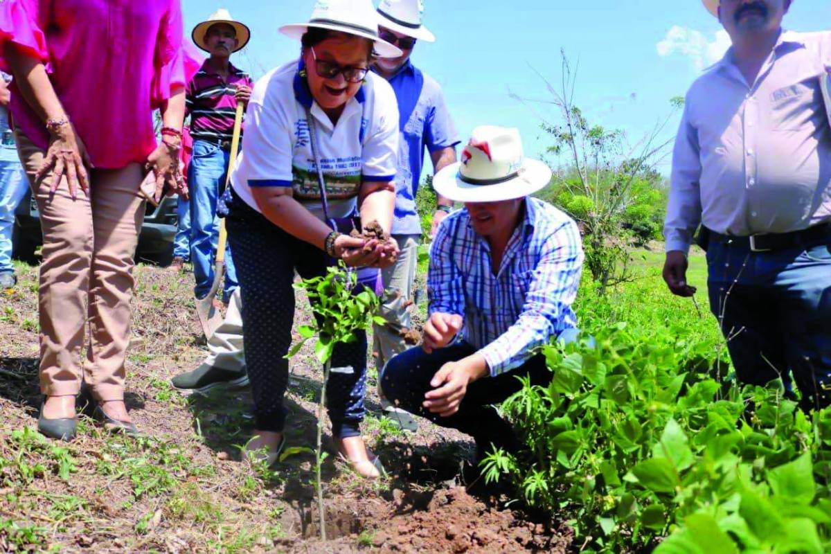 Reforestan con plantas frutales en Copán y Ocotepeque