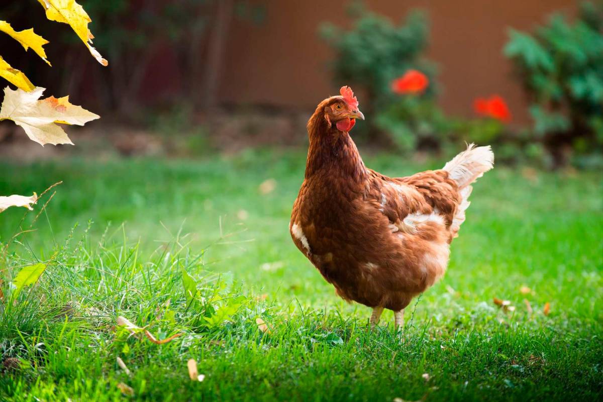 ¿Cómo criar gallinas ponedoras en casa?