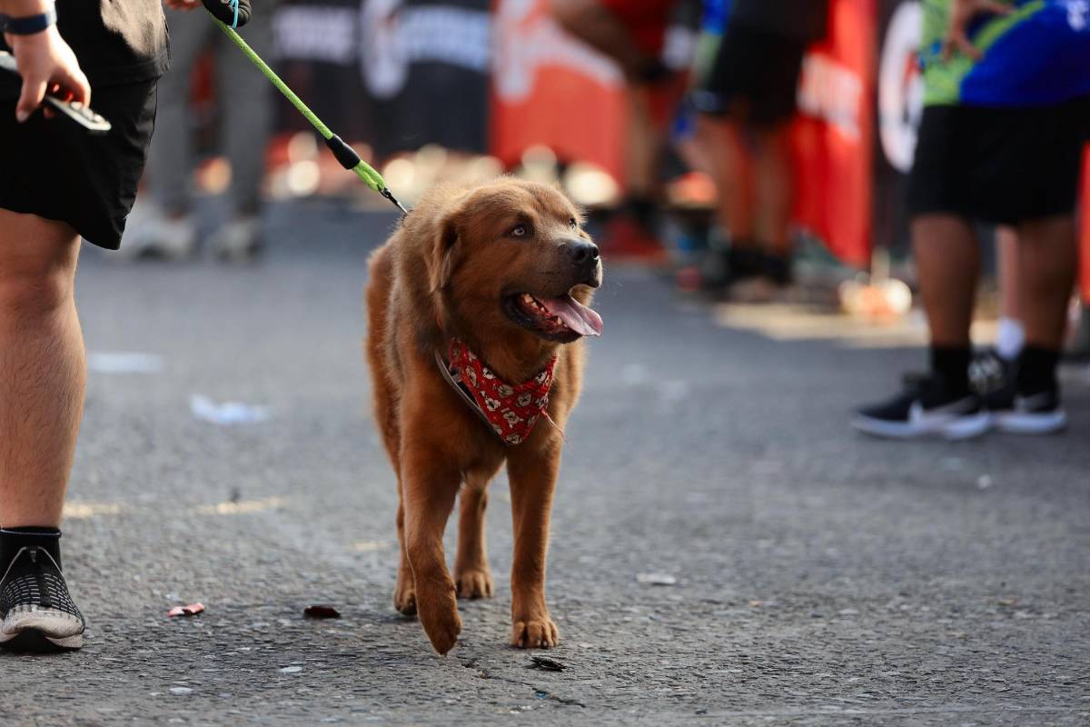 Las fotos curiosas de la 49 Maratón LA PRENSA-Gatorade