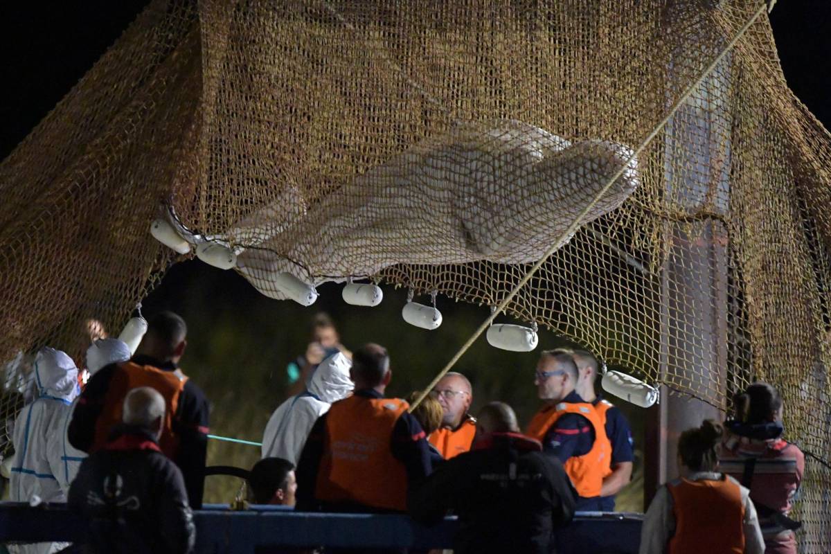 Muere la ballena beluga extraviada en el río Sena durante el intento de rescatere