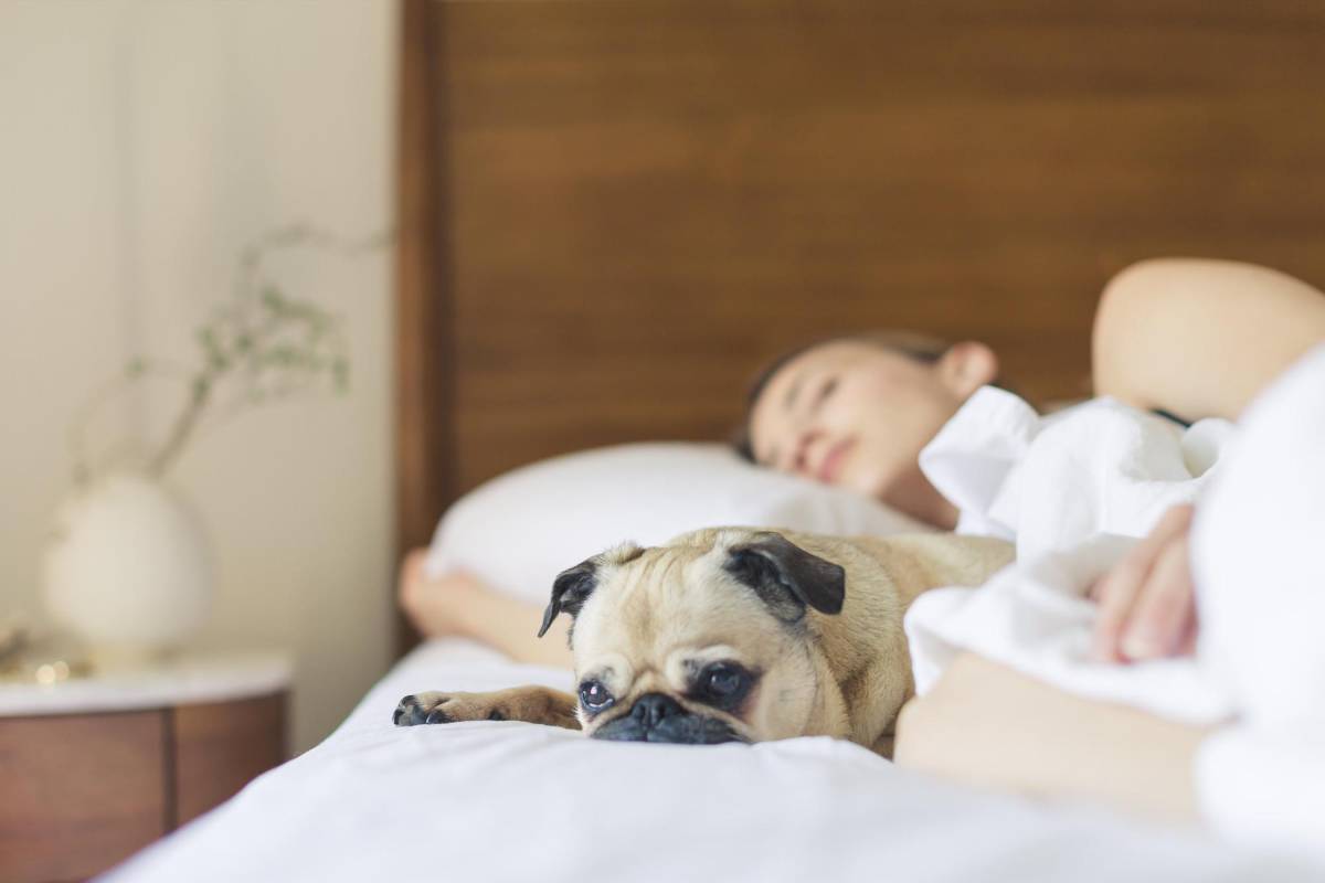 Riesgos y beneficios para los humanos de dormir con las mascotas