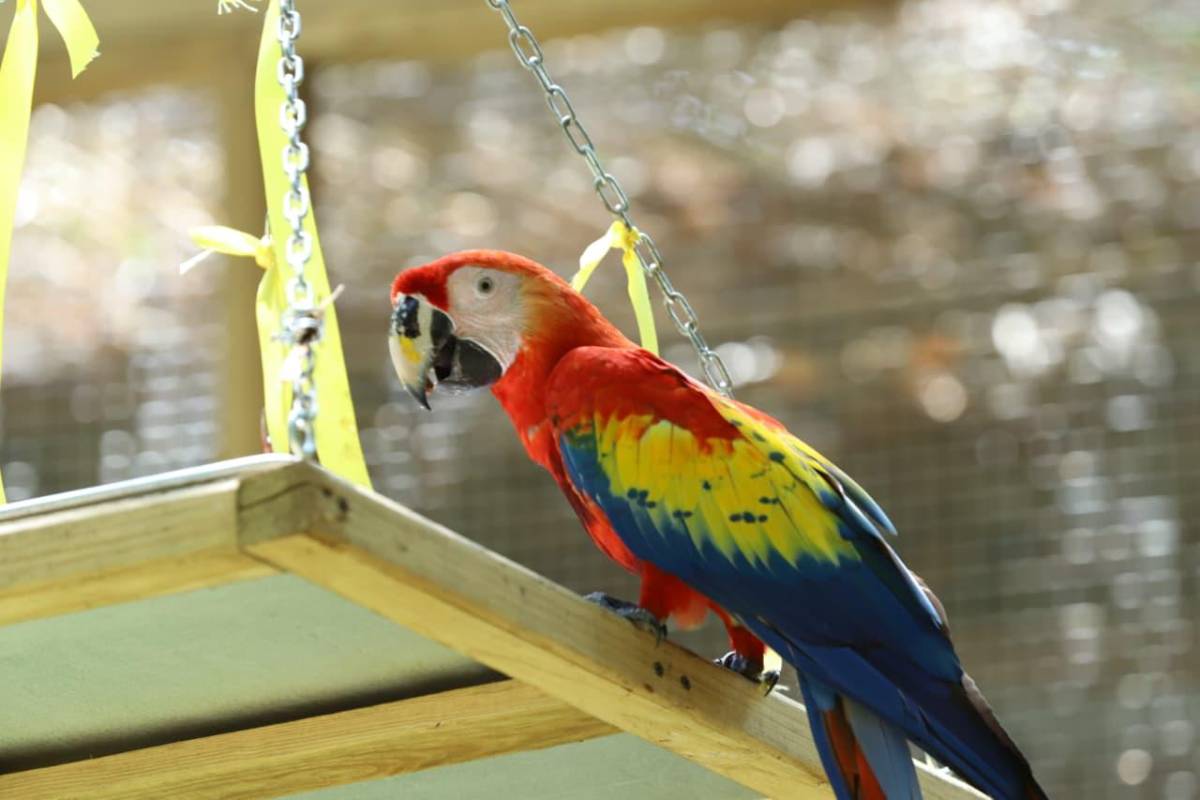 Así vivió La Ceiba la segunda liberación de guacamayas rojas en el río Cangrejal