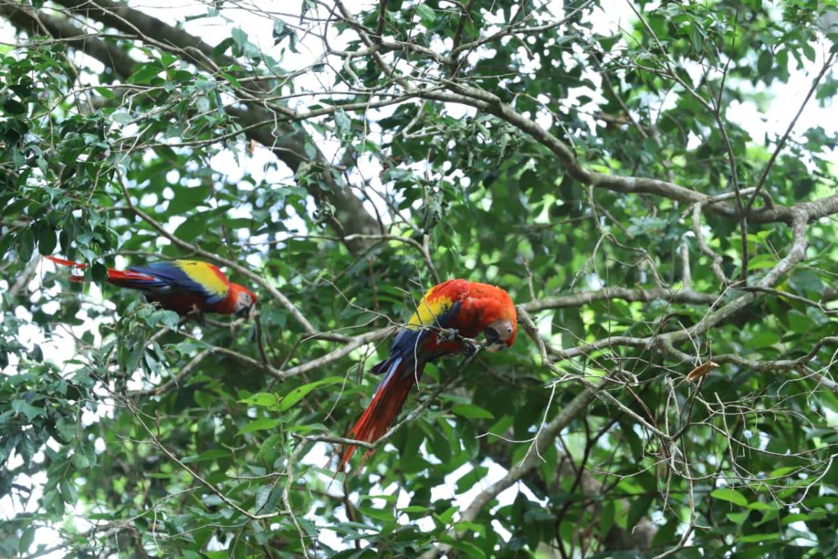 Así vivió La Ceiba la segunda liberación de guacamayas rojas en el río Cangrejal