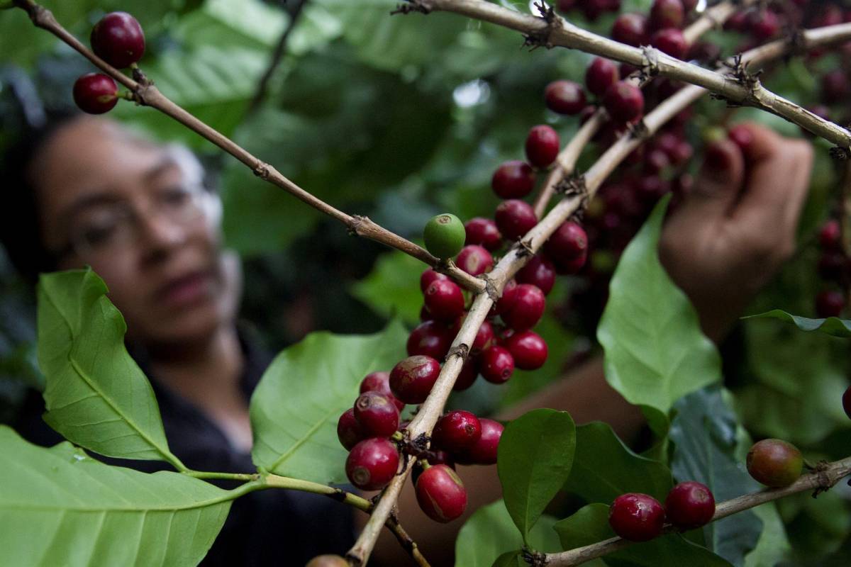 Aumentar mano de obra, reto de Honduras al iniciar cosecha de café 2022-2023