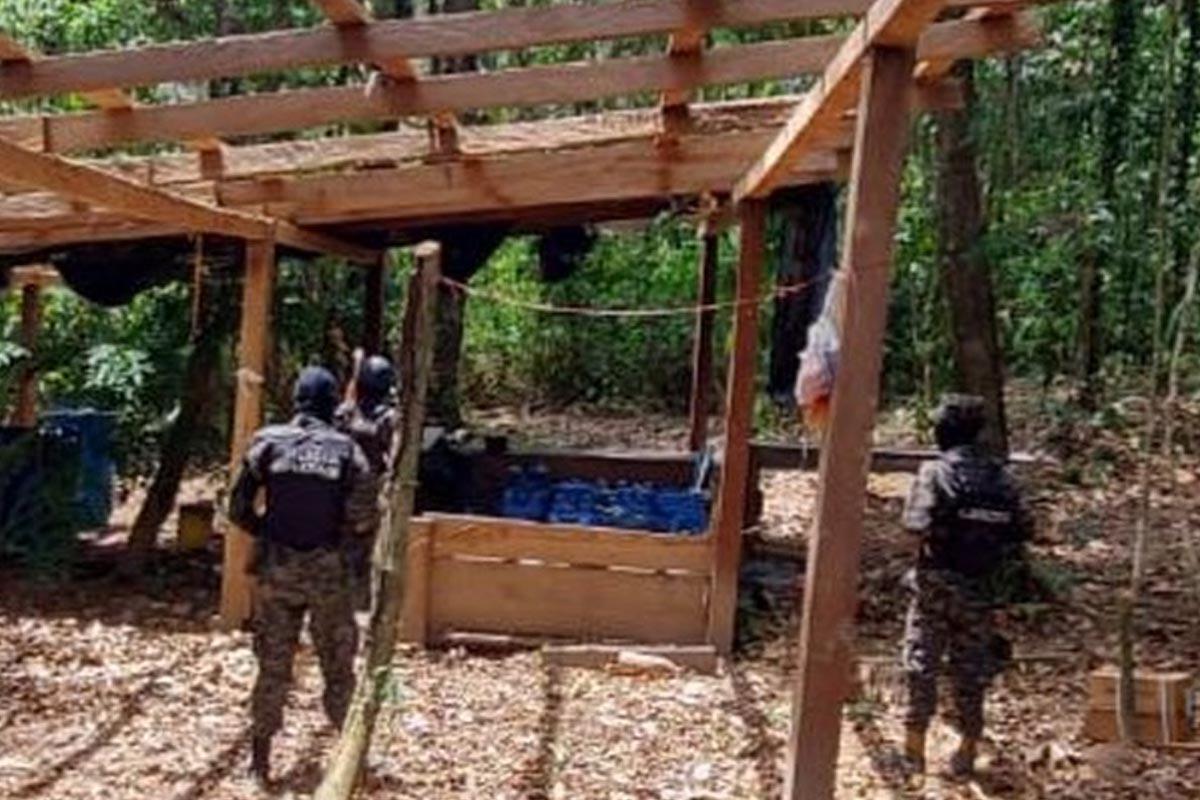 Decomisan 95,000 arbustos de coca y un narcolaboratorio