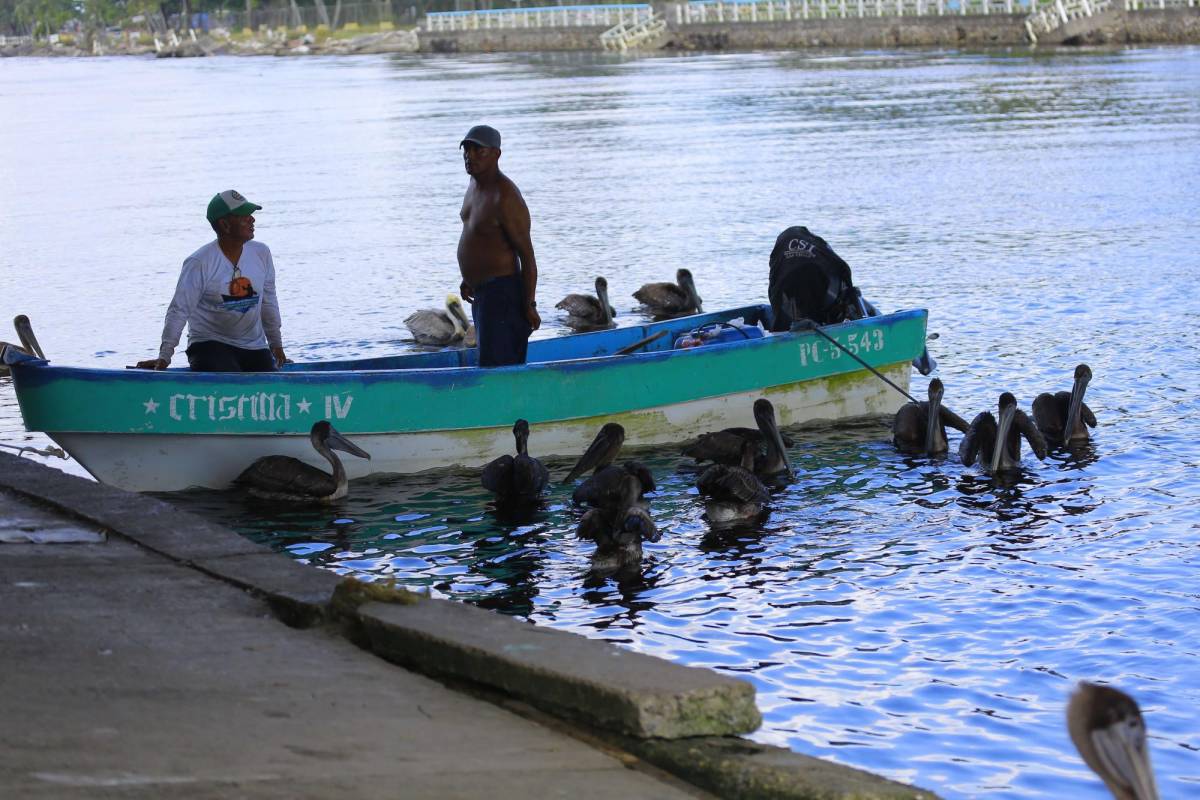 En inspecciones en Puerto Cortés y Omoa detectan más pelícanos con la enfermedad.