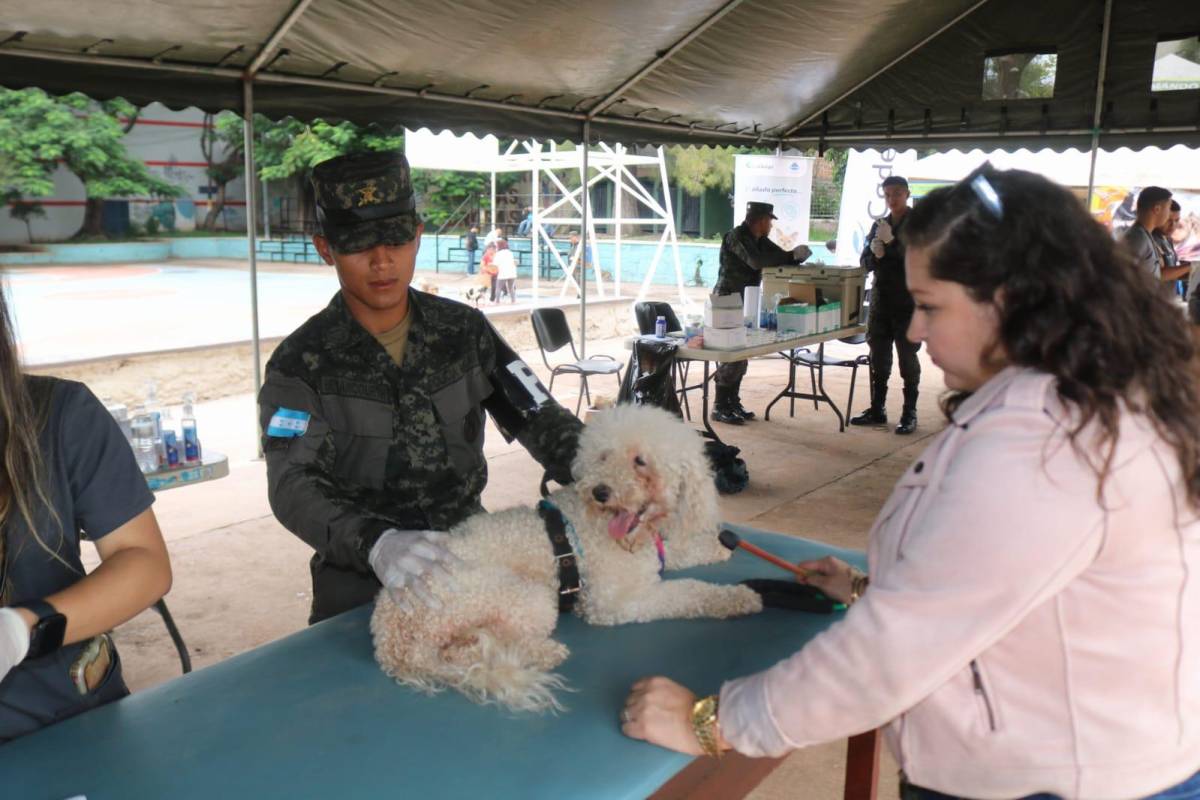 Policía Militar celebra brigada médica canina en Tegucigalpa
