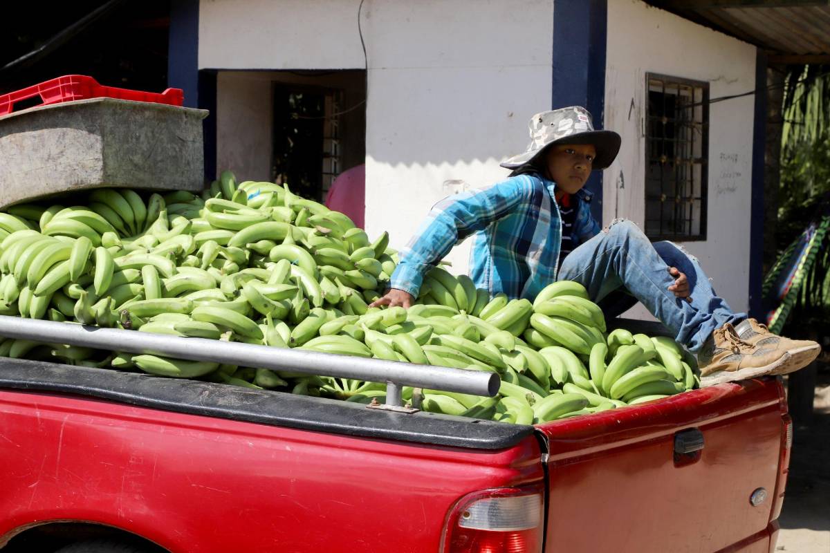 1000 empleos estuvieron es riesgo en el mes de noviembre tras las invasiones a tres fincas bananeras en Sonaguera, Colón.