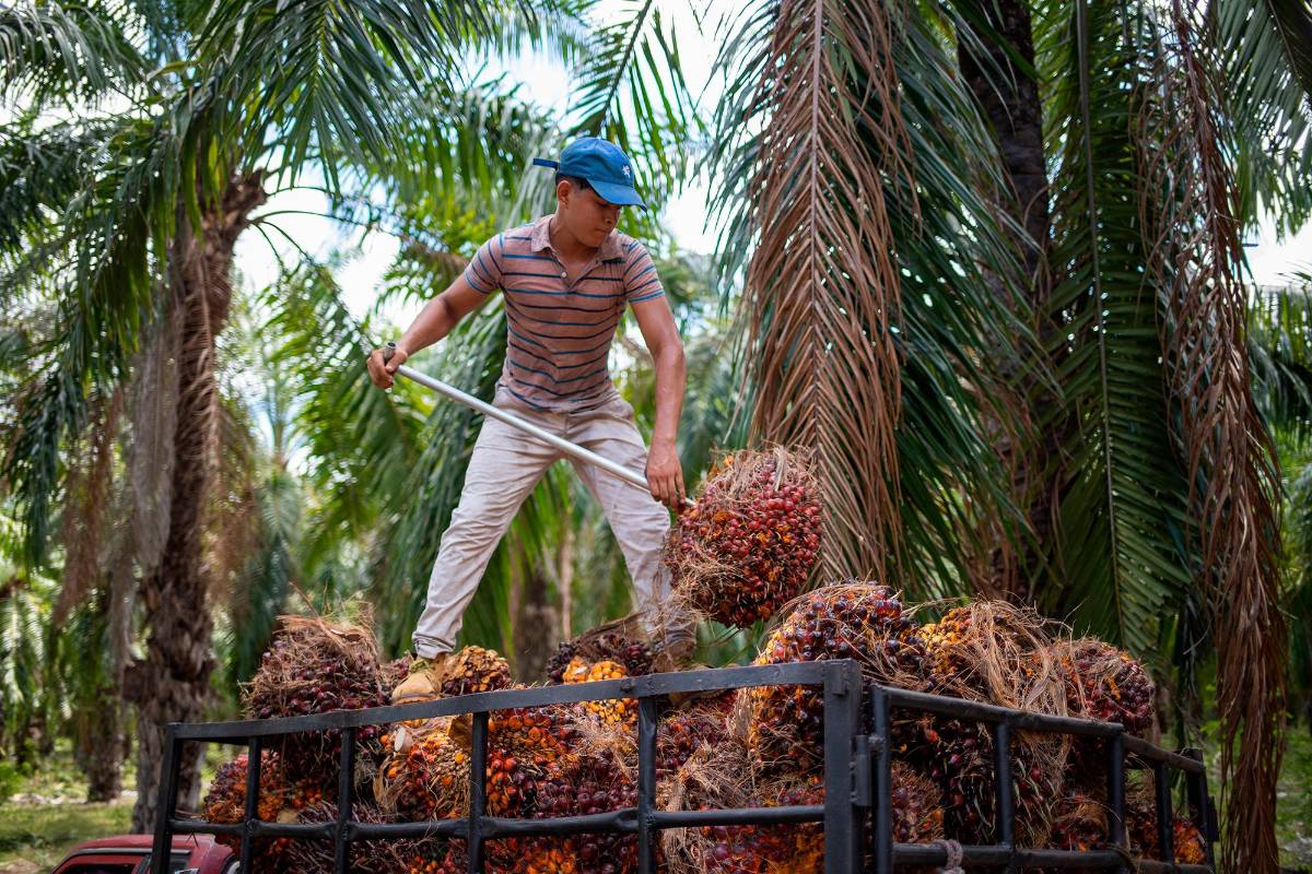 Productores prevén caída del 30% en exportación de aceite de palma